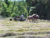 Steve with horses raking 3.JPG (111423 bytes)