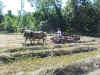 Steve with horses raking 4.JPG (124375 bytes)